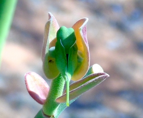 Image of Euphorbia bracteata by (c) Francisco Farriols Sarabia, some rights reserved (CC BY)