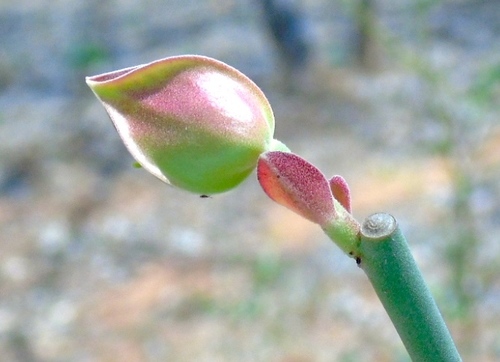 Image of Euphorbia Bracteata (Euphorbia bracteata) by (c) Francisco Farriols Sarabia, some rights reserved (CC BY)