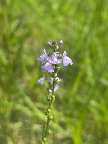 Canada toadflax