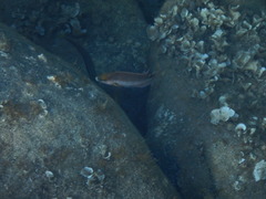 Symphodus mediterraneus