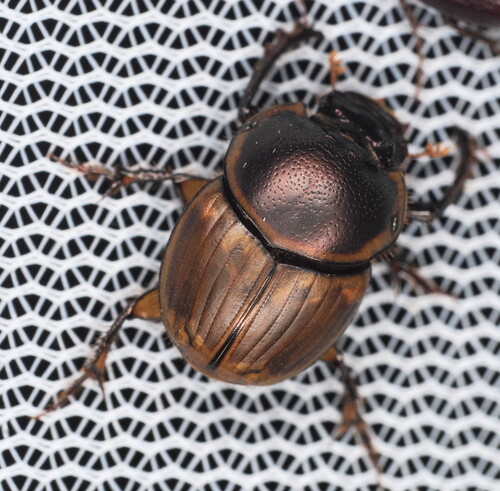 Gazelle Scarab photo 3