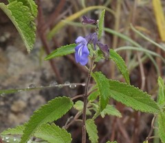 Salvia cuspidata, photograph author not stated, no rights reserved