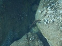 Symphodus mediterraneus