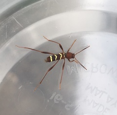 Neoclytus acuminatus