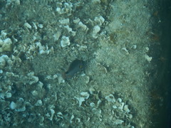 Symphodus mediterraneus