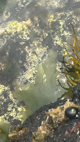 Ulva lactuca observed 2026-05-10