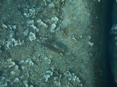 Symphodus mediterraneus