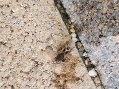 Malezonotus sodalicius