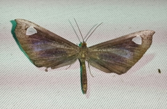 Image of Macrosoma lucivittata