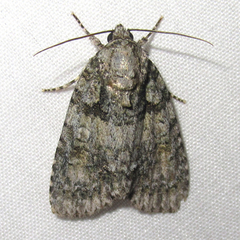 Acronicta ovata