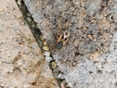 Malezonotus sodalicius