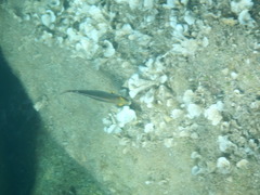 Symphodus mediterraneus