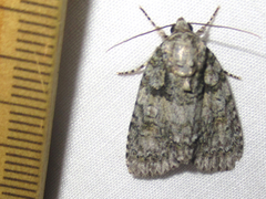 Acronicta ovata