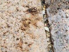 Malezonotus sodalicius