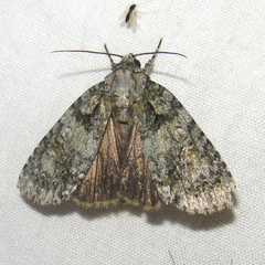 Acronicta ovata