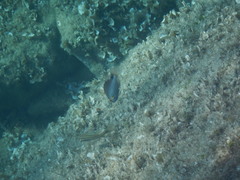 Symphodus mediterraneus