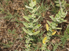 Salvia chamaedryoides