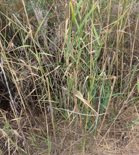 Blue Panic Grass