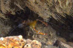 Stenopus scutellatus
