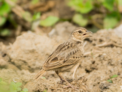 Mirafra assamica