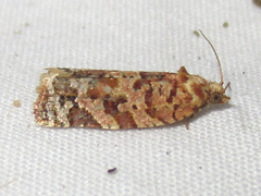 Argyrotaenia tabulana