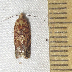 Argyrotaenia tabulana