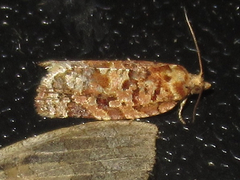Argyrotaenia tabulana