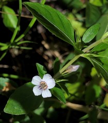 Dyschoriste humistrata