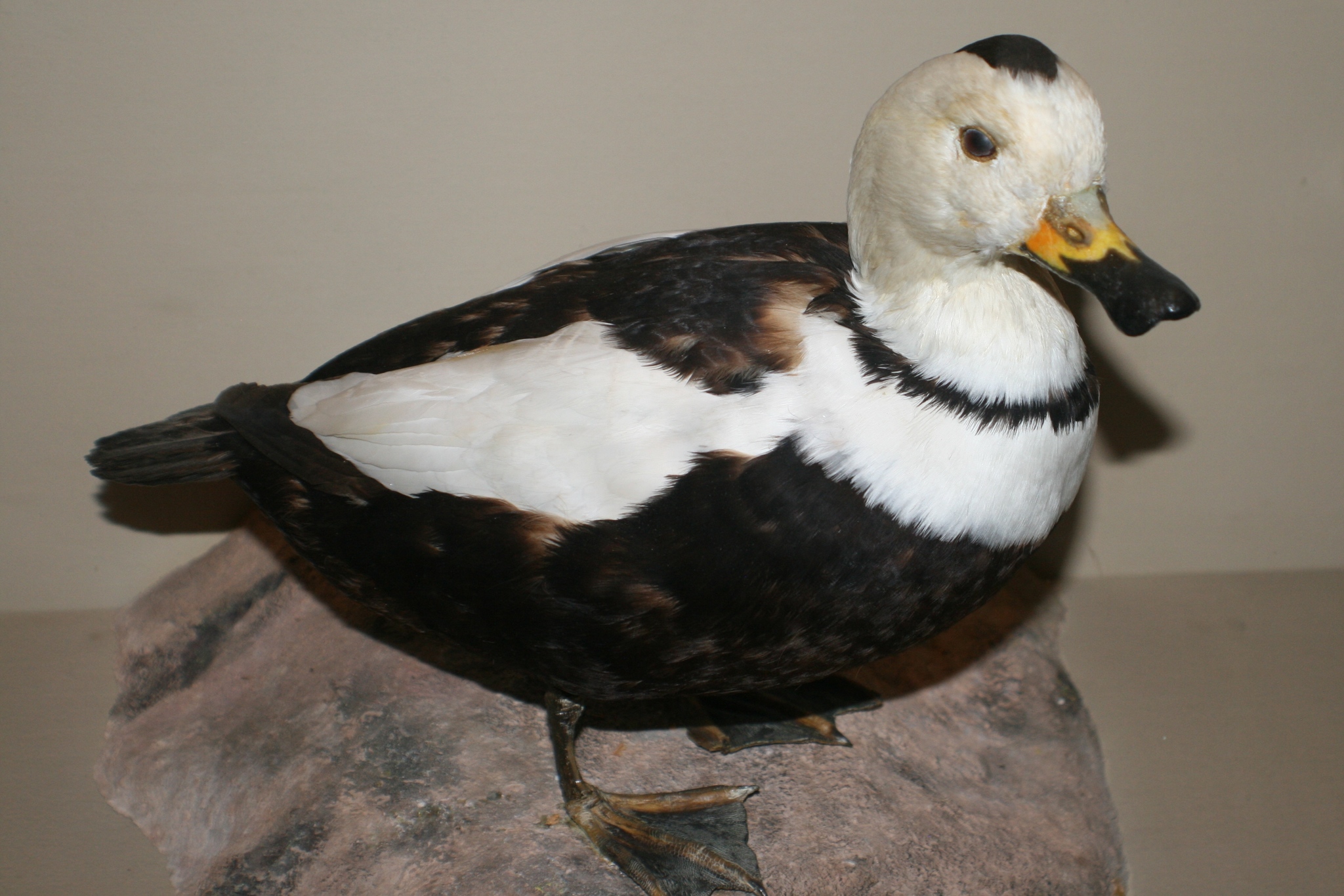 Labrador Duck illustration