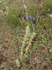 Salvia chamaedryoides