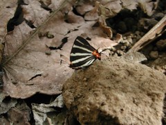 Panthiades bathildis