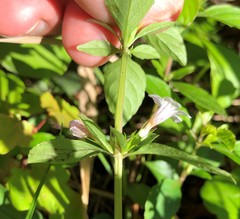 Dyschoriste humistrata