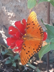 Dione vanillae