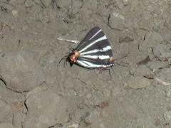 Panthiades bathildis