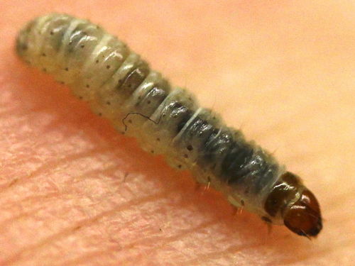 Acorn Moth photo 4