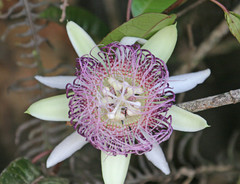 Passiflora acuminata