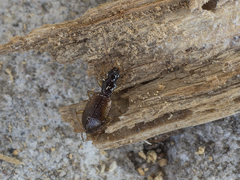 Oxypselaphus obscurus