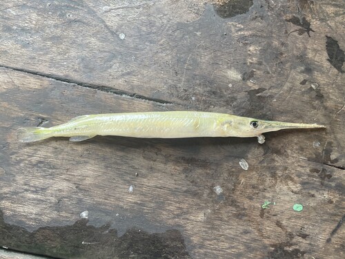 Asian freshwater needlefish (Xenentodon canciloides) — Belonidae — 3
