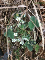 Potentilla carniolica