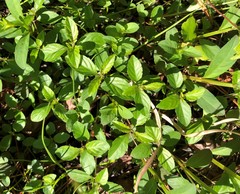 Dyschoriste humistrata