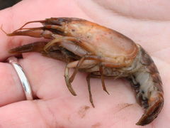 Procambarus gracilis