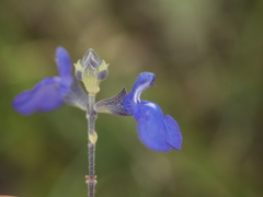 Salvia chamaedryoides