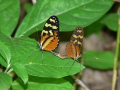 Mechanitis polymnia lycidice