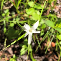 Rhynchospora colorata image