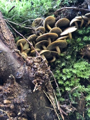 Hypholoma