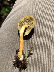 Hypholoma