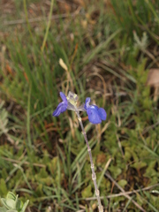 Salvia chamaedryoides