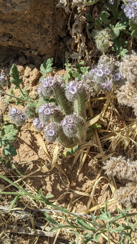 Phacelia hubbyi, photograph 6