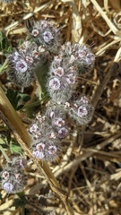 Phacelia hubbyi, photograph (c) George Williams, some rights reserved (CC BY)