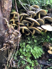 Hypholoma